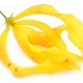 گل یلانگ یلانگ