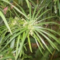 روغن سیپریول