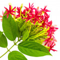 گل رنجون خزنده