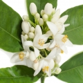 روغن بهار نارنج