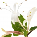 گل پیچ امین الدوله