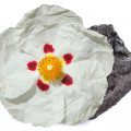لادن عنبری