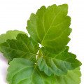 نعنا هندی