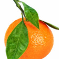 پرتفال ماندارین