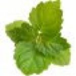 نعناع هندی